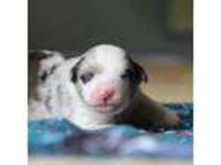 Australian Shepherd Puppy for sale in Springville, AL, USA
