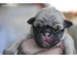 Pug Puppy for sale in Davis Junction, IL, USA