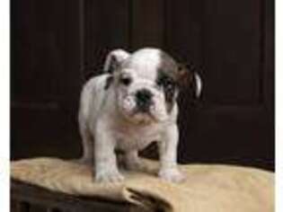 Bulldog Puppy for sale in Oxford, IA, USA