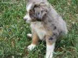 Miniature Australian Shepherd Puppy for sale in Frederick, SD, USA