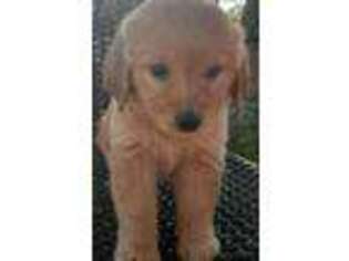 Golden Retriever Puppy for sale in Douglas, GA, USA