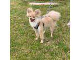 Pomeranian Puppy for sale in Austell, GA, USA