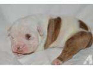 Bulldog Puppy for sale in SOUTH BARRE, MA, USA