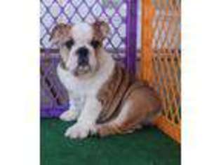 Bulldog Puppy for sale in Tulare, CA, USA