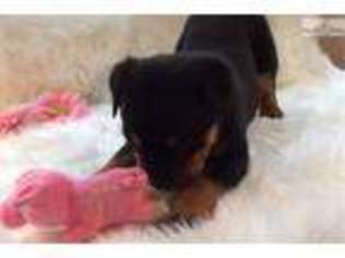 Rottweiler Puppy for sale in Tulsa, OK, USA