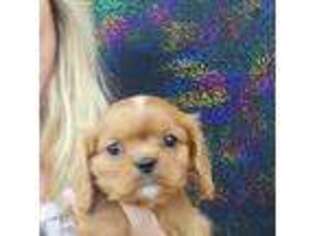Cavalier King Charles Spaniel Puppy for sale in Statesboro, GA, USA