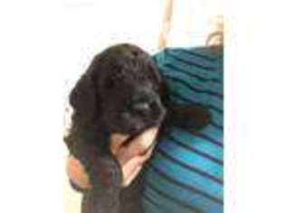 Goldendoodle Puppy for sale in Henderson, KY, USA