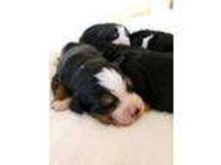 Bernese Mountain Dog Puppy for sale in West Valley City, UT, USA