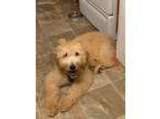 Goldendoodle Puppy for sale in Sartell, MN, USA