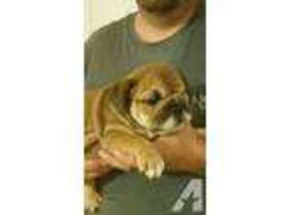 Bulldog Puppy for sale in BOWEN, KY, USA