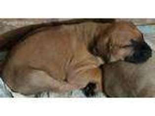 Bullmastiff Puppy for sale in Redgranite, WI, USA