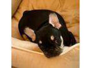 French Bulldog Puppy for sale in Effort, PA, USA