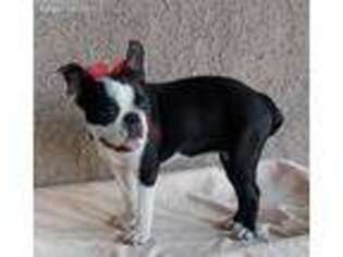 Boston Terrier Puppy for sale in Victorville, CA, USA