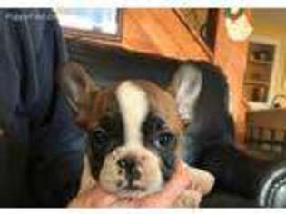 French Bulldog Puppy for sale in Buckhannon, WV, USA