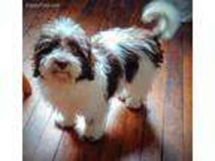 Havanese Puppy for sale in Elverson, PA, USA