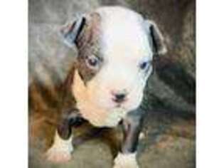 Mutt Puppy for sale in Hartfield, VA, USA