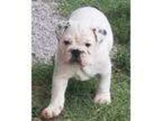 Bulldog Puppy for sale in Miller, MO, USA