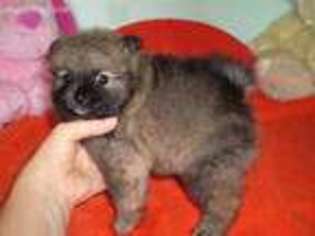 Pomeranian Puppy for sale in Pearce, AZ, USA