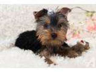 Yorkshire Terrier Puppy for sale in COEUR D ALENE, ID, USA