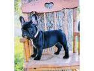 French Bulldog Puppy for sale in Coarsegold, CA, USA