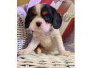 Cavalier King Charles Spaniel Puppy for sale in Memphis, NY, USA