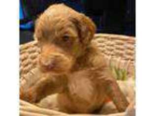 Goldendoodle Puppy for sale in Baxter, MN, USA