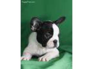 French Bulldog Puppy for sale in Port Charlotte, FL, USA