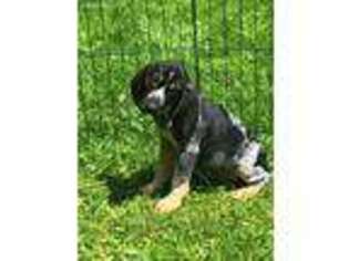 Bluetick Coonhound Puppy for sale in Johnstown, OH, USA