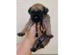 Mastiff Puppy for sale in Kennewick, WA, USA