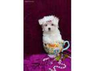 Maltese Puppy for sale in Bolivar, MO, USA