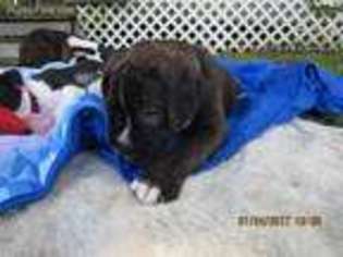 Boxer Puppy for sale in Pleasant Hill, MO, USA