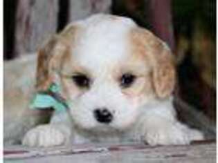 Cavachon Puppy for sale in Ruston, LA, USA