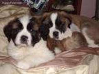 Saint Bernard Puppy for sale in Pioneer, OH, USA