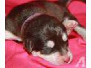 Alaskan Malamute Puppy for sale in SHELTON, WA, USA