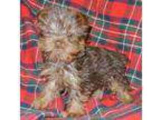 Yorkshire Terrier Puppy for sale in Lyons, NY, USA