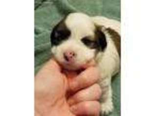 Lhasa Apso Puppy for sale in Saraland, AL, USA