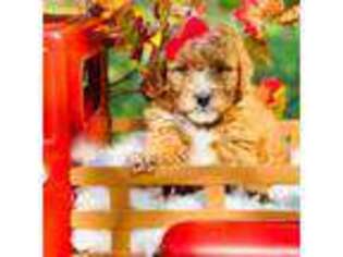 Mutt Puppy for sale in Collinsville, MS, USA