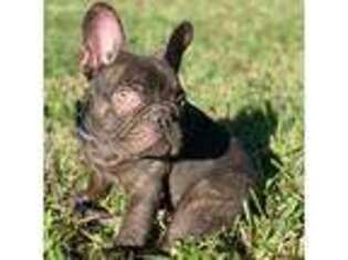 French Bulldog Puppy for sale in Pembroke Pines, FL, USA