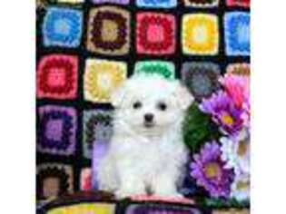 Maltese Puppy for sale in Santa Ana, CA, USA