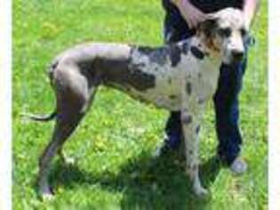 Great Dane Puppy for sale in Accident, MD, USA