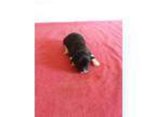 Cavalier King Charles Spaniel Puppy for sale in Quincy, MI, USA