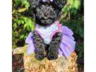 Mutt Puppy for sale in Lynnwood, WA, USA
