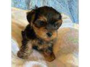 Yorkshire Terrier Puppy for sale in Center City, MN, USA