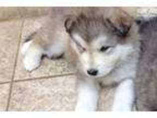 Wolf Hybrid Puppy for sale in Fredericksburg, VA, USA