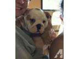 Bulldog Puppy for sale in NEVADA CITY, CA, USA