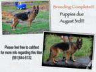 German Shepherd Dog Puppy for sale in LOXAHATCHEE, FL, USA