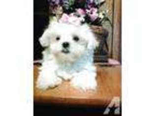 Maltese Puppy for sale in GRAHAM, NC, USA