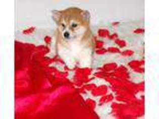 Shiba Inu Puppy for sale in Chillicothe, MO, USA
