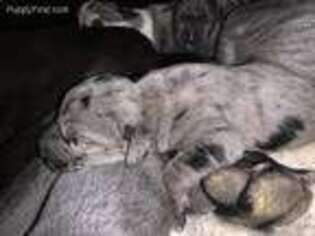 Great Dane Puppy for sale in Florence, SC, USA
