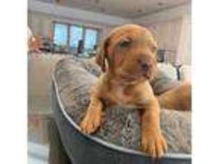 Vizsla Puppy for sale in Bloomsburg, PA, USA